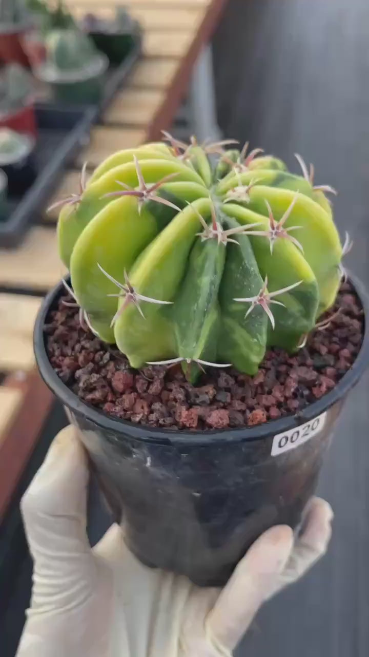 Variegated Echinocactus Texensis Live Cactus – Rare Collector Plant #20
