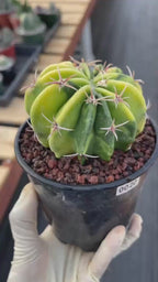 Variegated Echinocactus Texensis Live Cactus – Rare Collector Plant #20