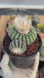 Discocactus Horstii — Rare Brazilian Cactus with Basal Pup