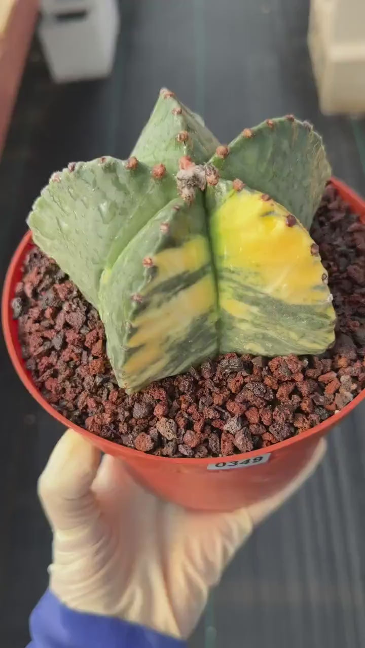 Variegated Astrophytum Myriostigma | Rare Live Collector Cactus #349