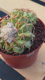 Discocactus Double‑Head #163 – Rare Seed‑Grown Live Cactus