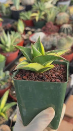 Variegated Sansevieria Maya #348 | Rare Easy-Care Houseplant