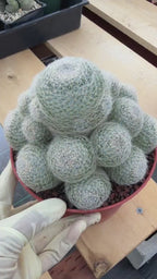 Mammillaria Lenta Golden Spine Cluster Cactus – Rare Live Plant #31