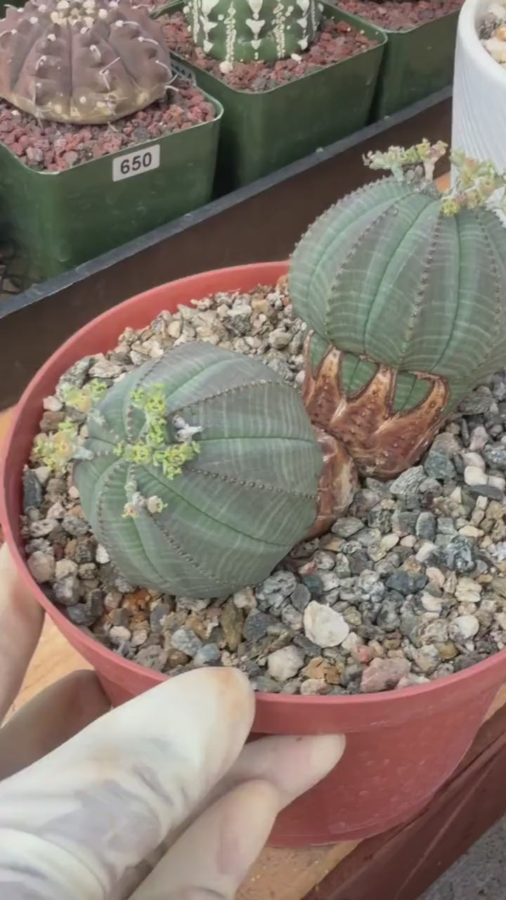 Euphorbia Obesa Dichot Rare Succulent – Live Plant #325