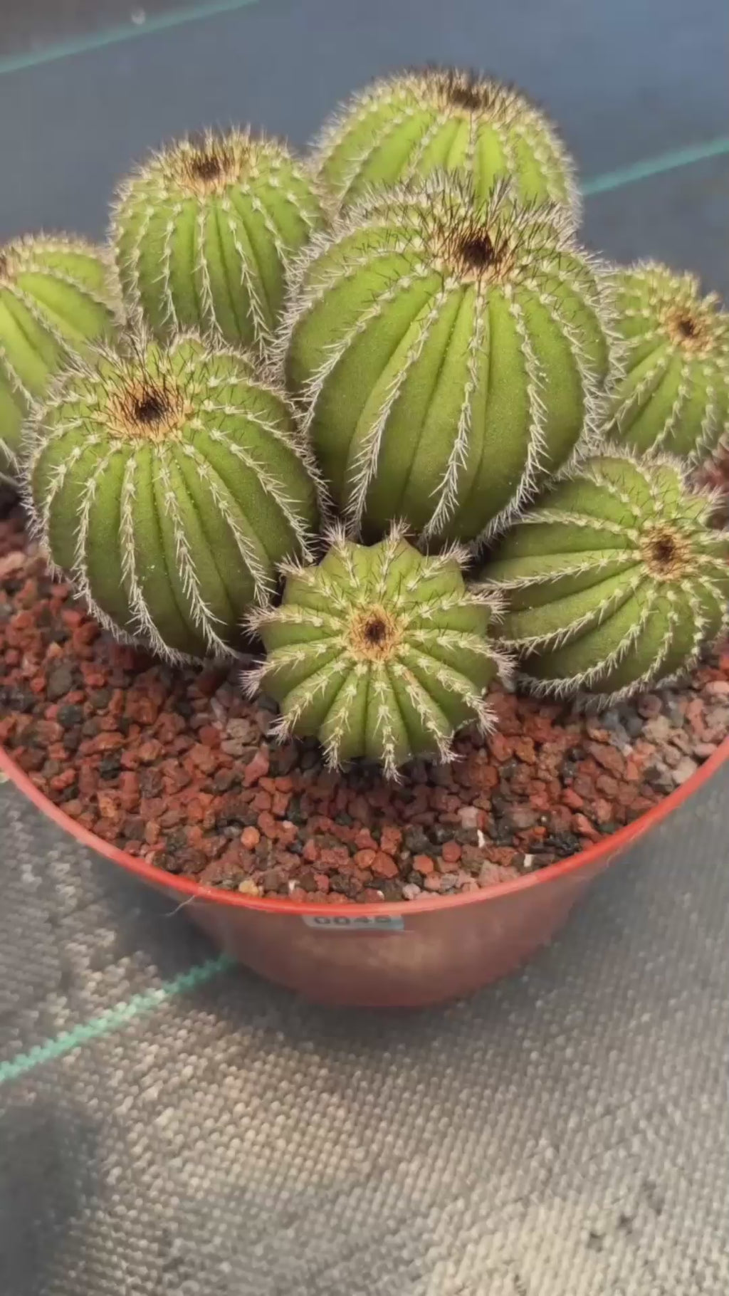 Uebelmannia pectinifera v. pseudopectinifera (Spiral Form) on graft – 8”