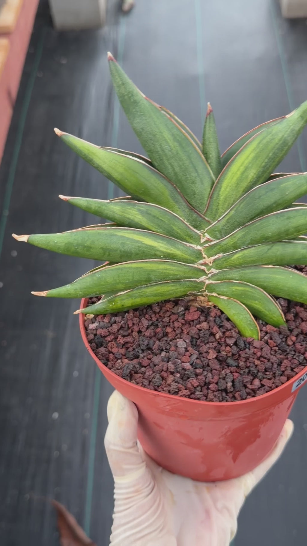 Variegated Sansevia Sawaddee | Easy Care House Plant | Live Plant #206