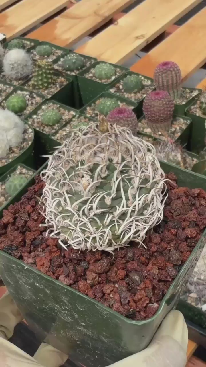 Turbinicarpus Collector’s Cactus #190 – Rare Seed‑Grown Globose Succulent with Spiral Spines