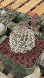 Turbinicarpus Collector’s Cactus #190 – Rare Seed‑Grown Globose Succulent with Spiral Spines