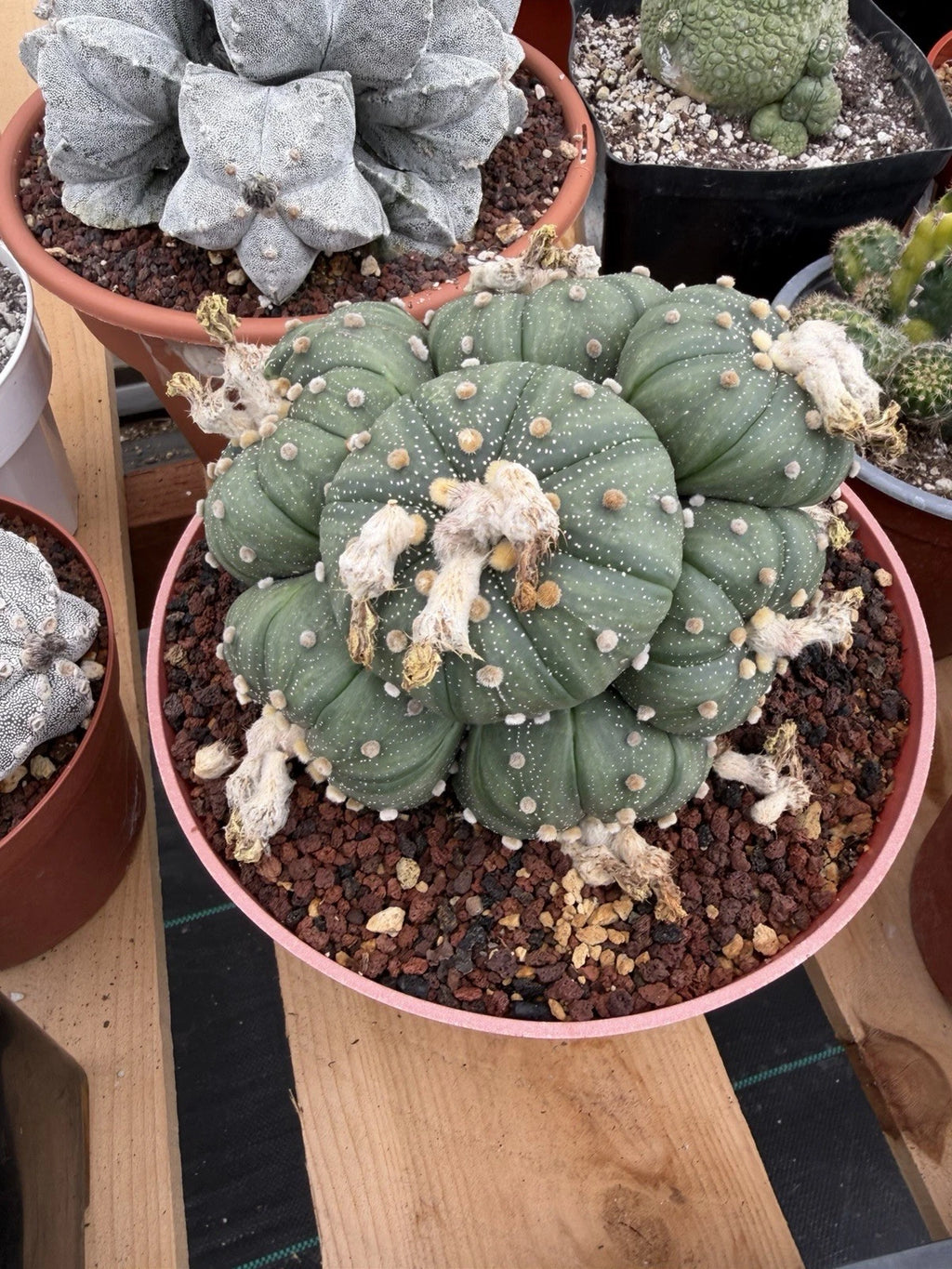 Astrophytum Cluster | 9 heads Live Plant Cactus | Specimen Plant 8'' pot