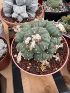 Astrophytum Cluster | 9 heads Live Plant Cactus | Specimen Plant 8'' pot