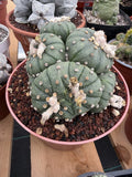 Astrophytum Cluster | 9 heads Live Plant Cactus | Specimen Plant 8'' pot