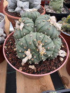 Astrophytum Cluster | 9 heads Live Plant Cactus | Specimen Plant 8'' pot