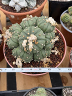 Astrophytum Cluster | 9 heads Live Plant Cactus | Specimen Plant 8'' pot
