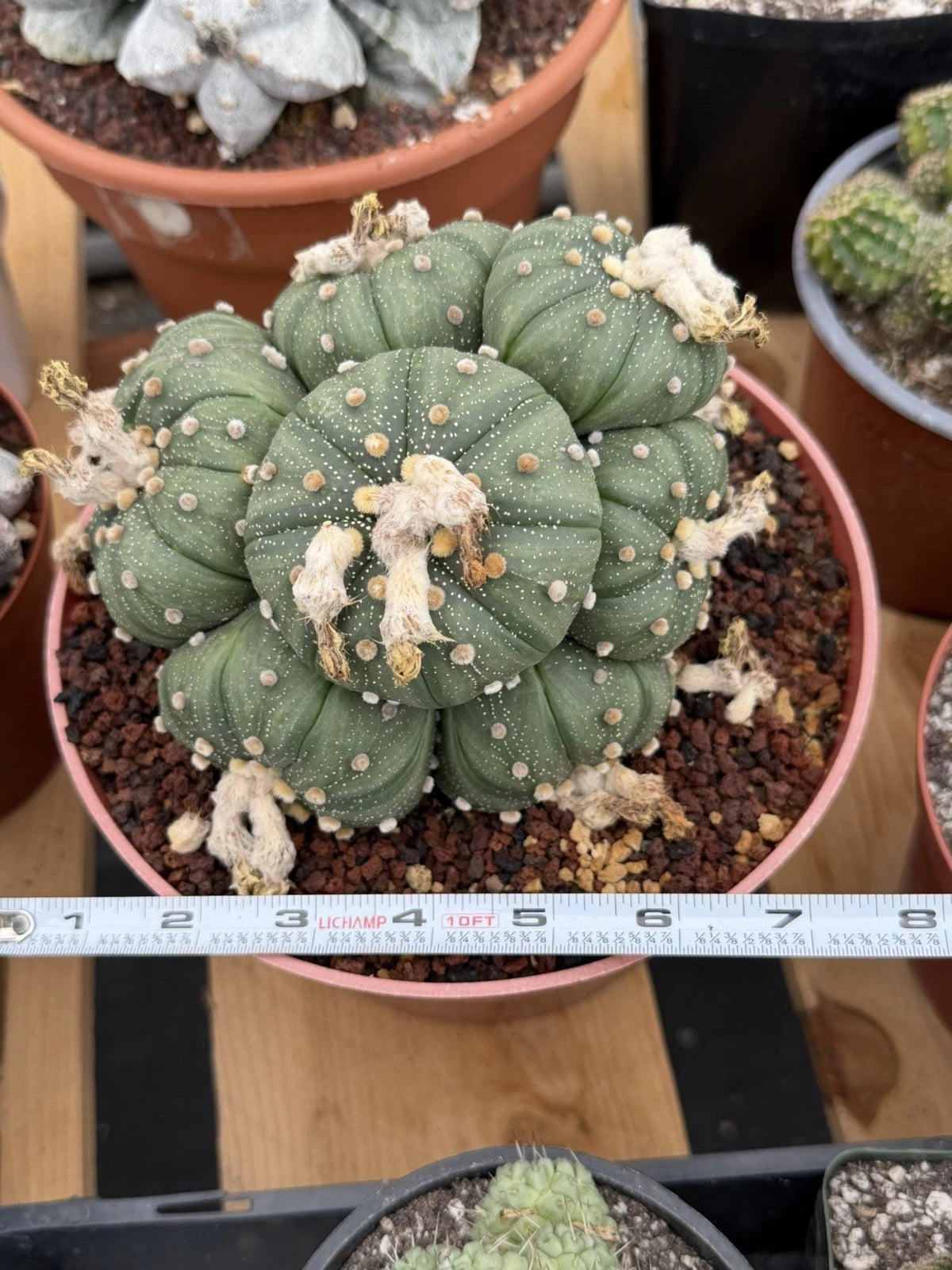Astrophytum Cluster | 9 heads Live Plant Cactus | Specimen Plant 8'' pot