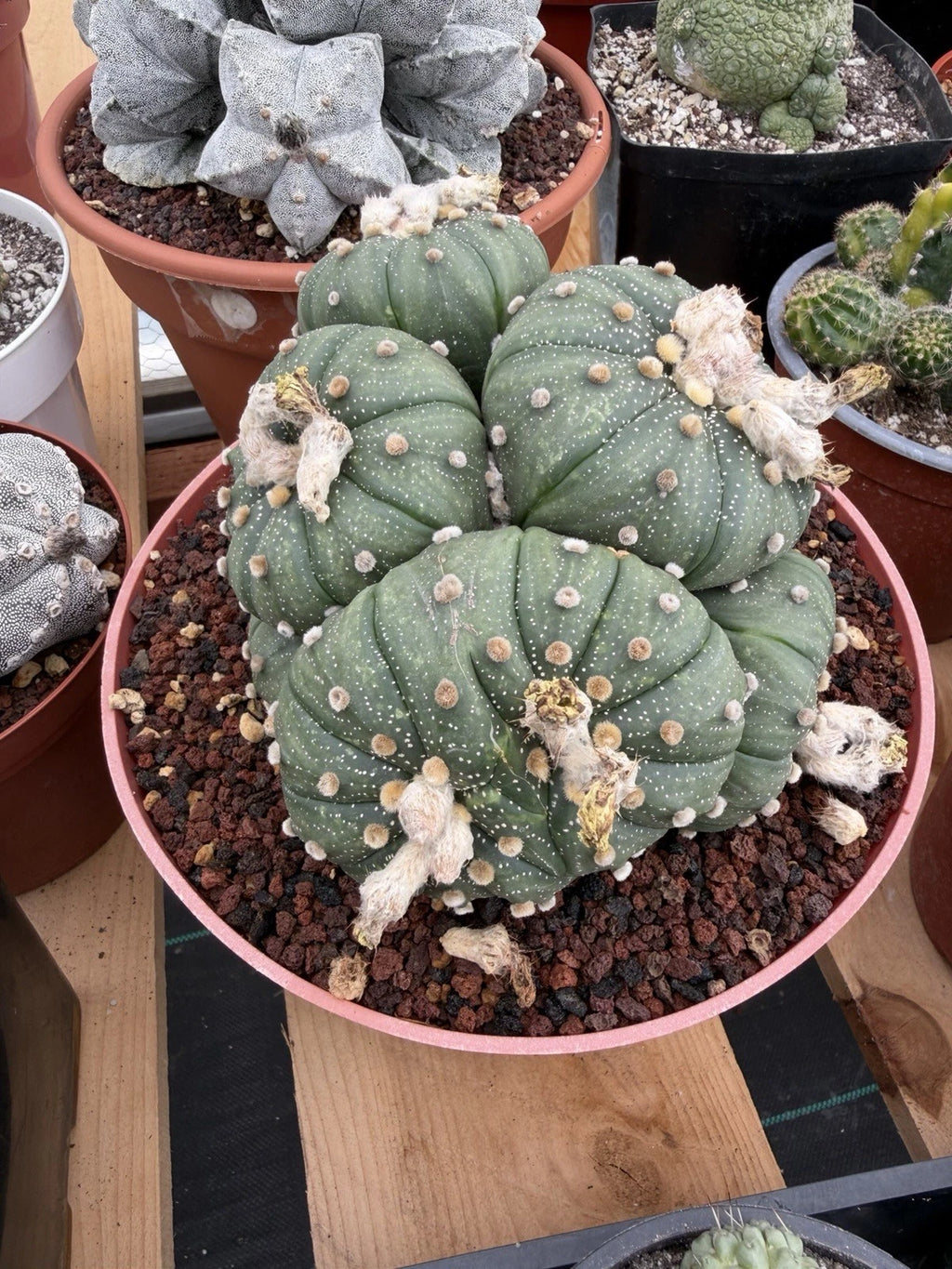 Astrophytum Cluster | 9 heads Live Plant Cactus | Specimen Plant 8'' pot