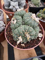 Astrophytum Cluster | 9 heads Live Plant Cactus | Specimen Plant 8'' pot