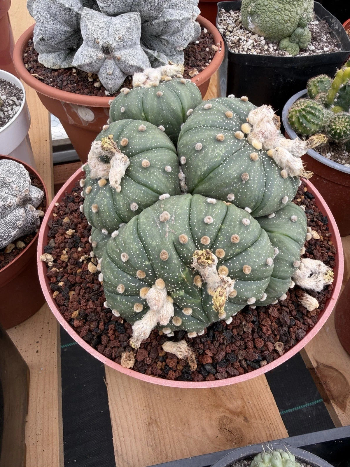 Astrophytum Cluster | 9 heads Live Plant Cactus | Specimen Plant 8'' pot