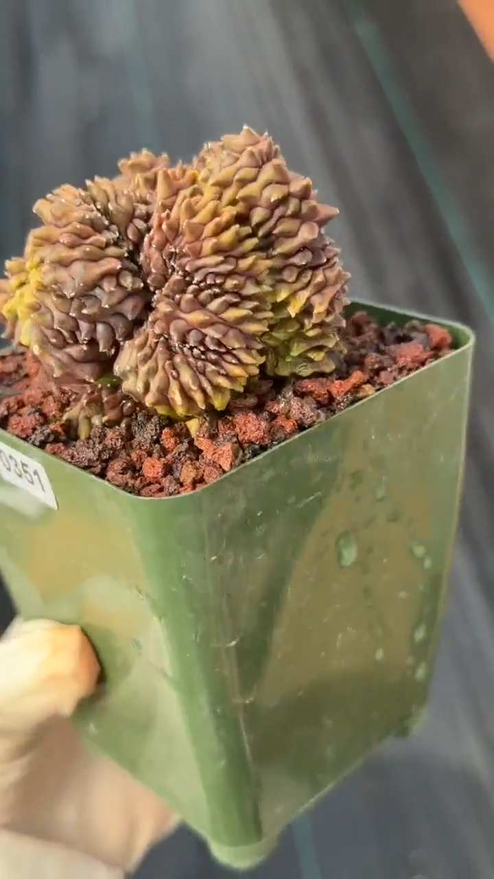 Crested Gymnocalycium Mihanovichii | Rare Live Cactus #351