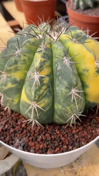 Variegated Melocactus Live Cactus – Collector Plant #239